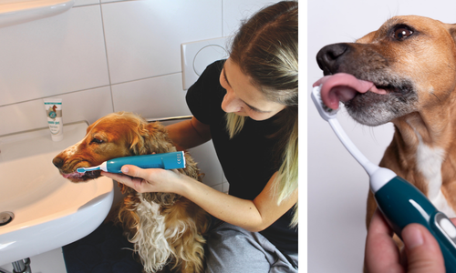 5 yleistä merkkiä koiran suuongelmista